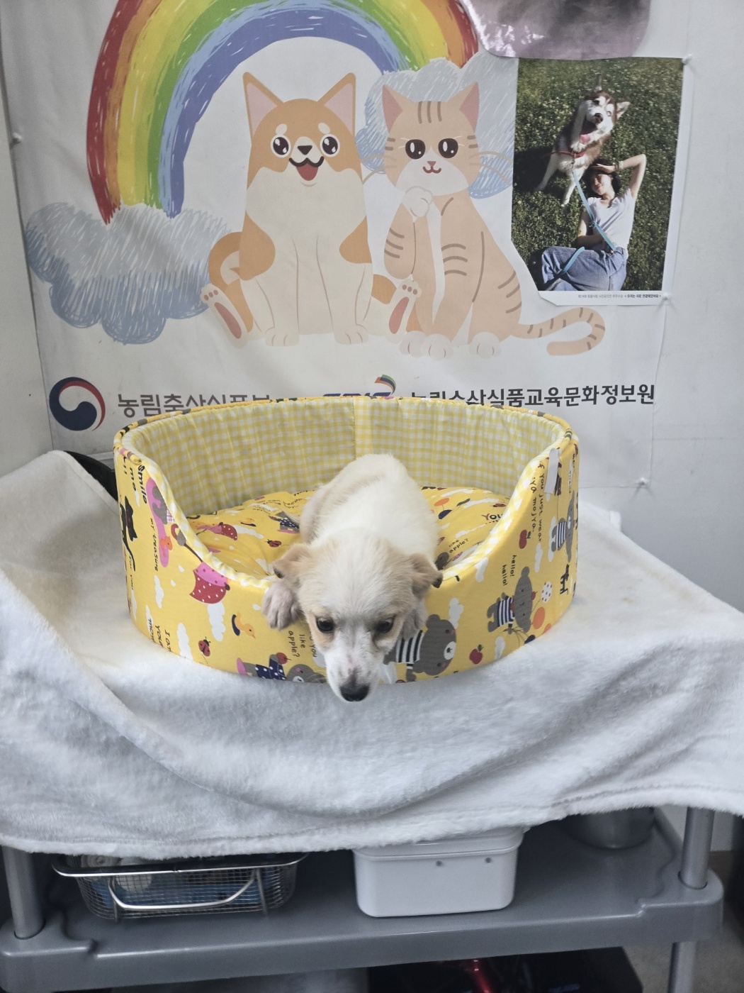 홍천군유기동물보호소_442425202400368